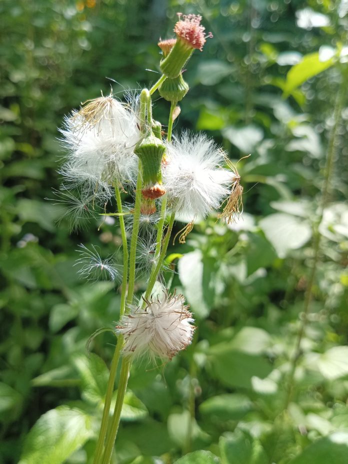 Gambar Ageratum conyzoides, Wedusan